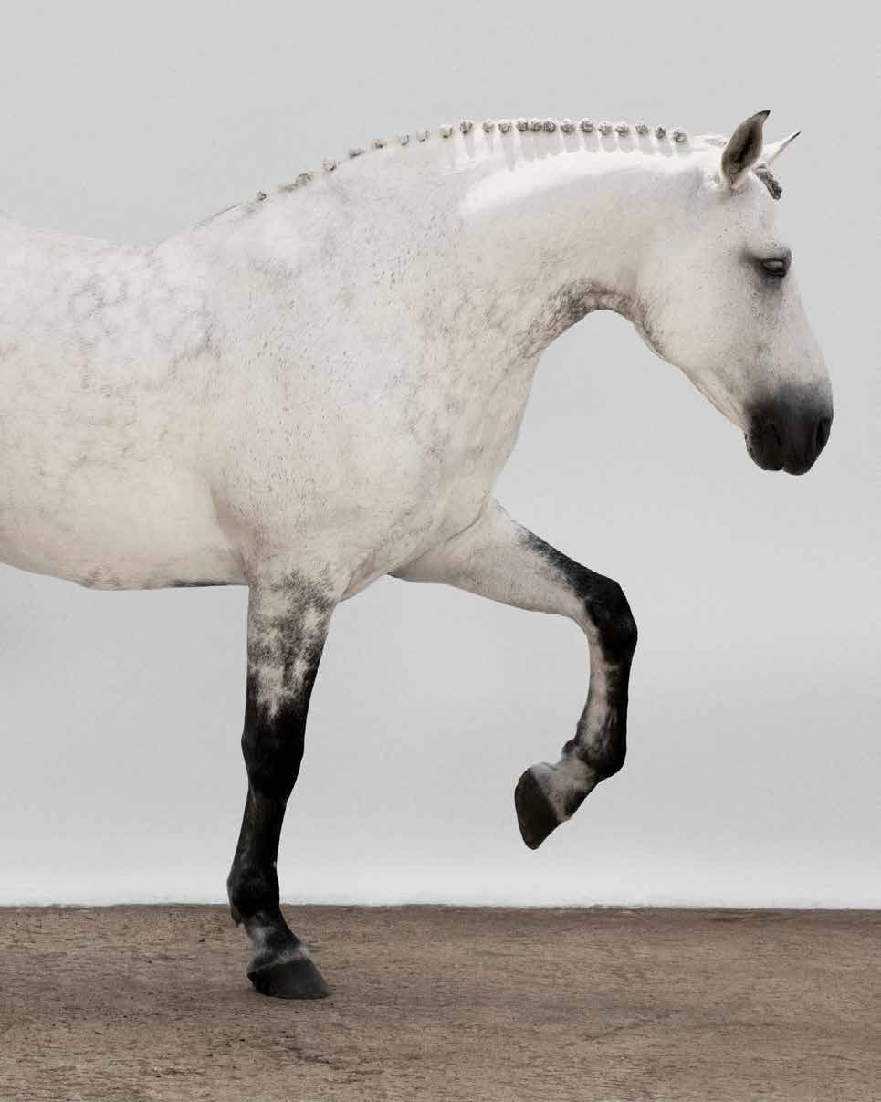 Cavallo grigio in movimento