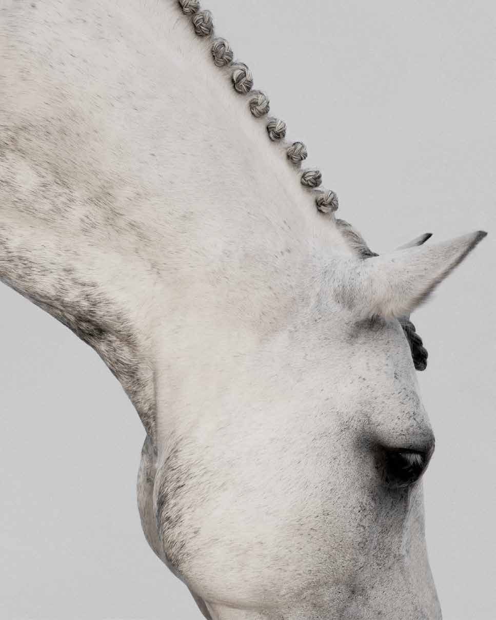 Criniera intrecciata di un cavallo bianco